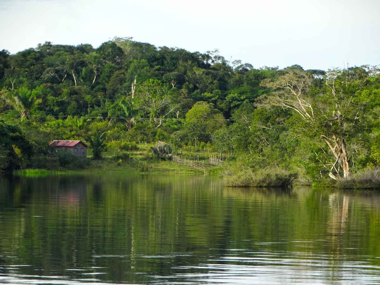 A picture of the Amazon forest
