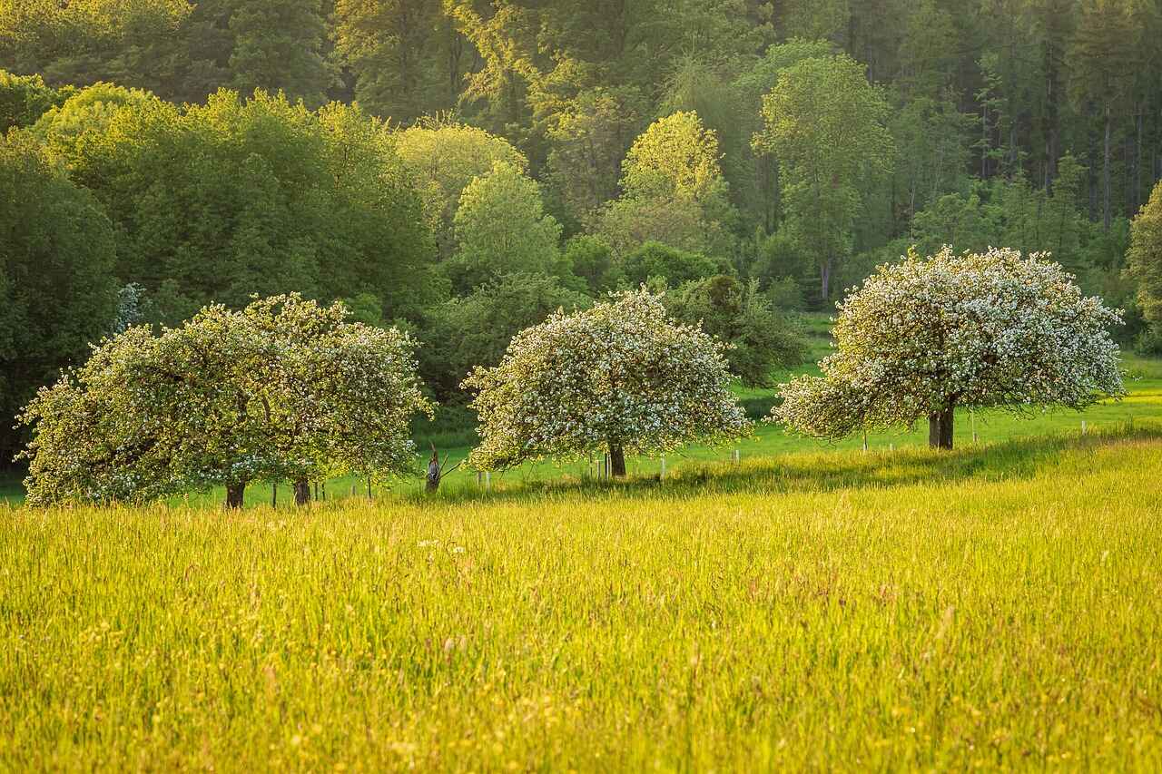 Three blooming fruit trees in a sunlit meadow