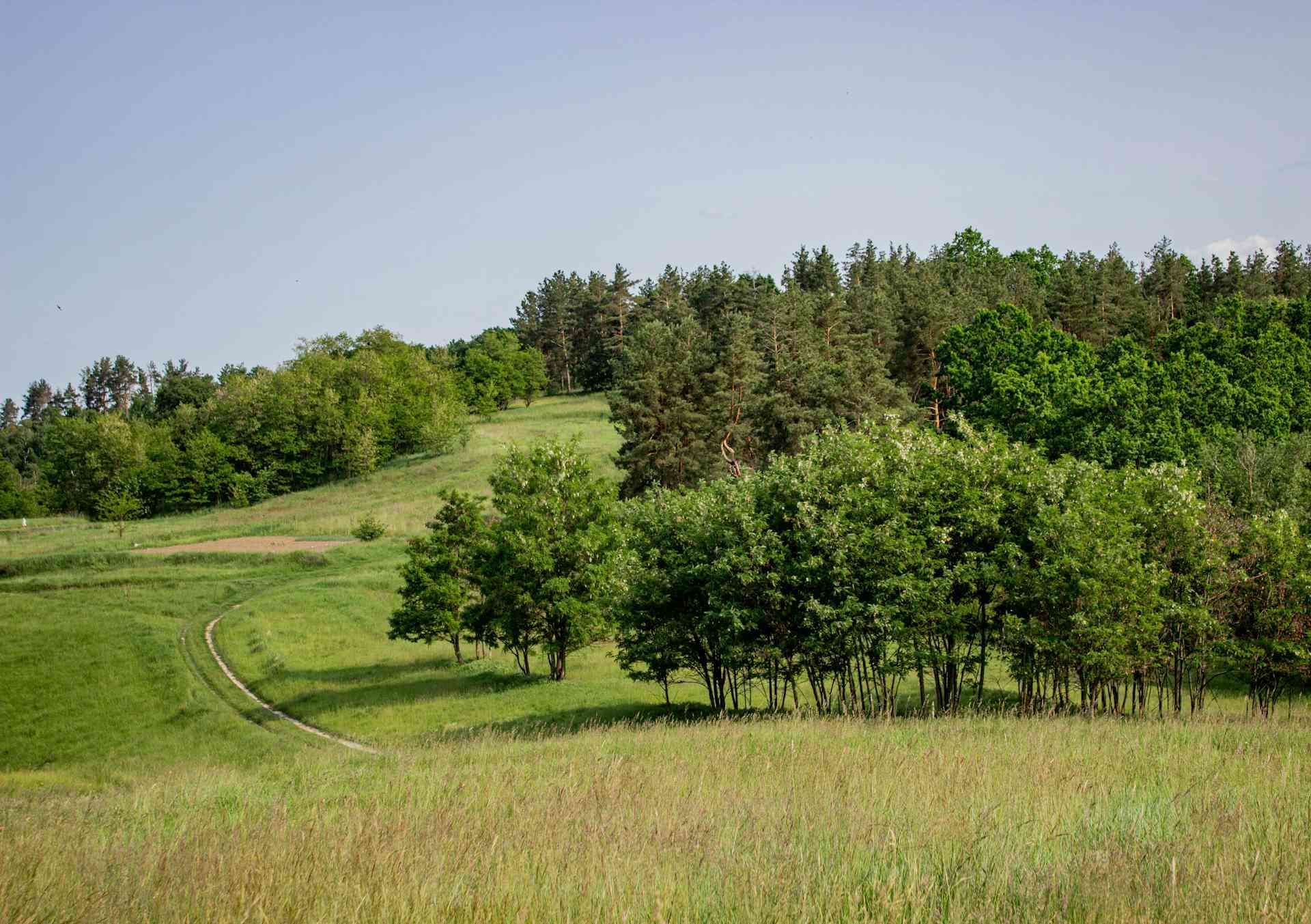 Scenic view of a lush green meadow bordered by trees