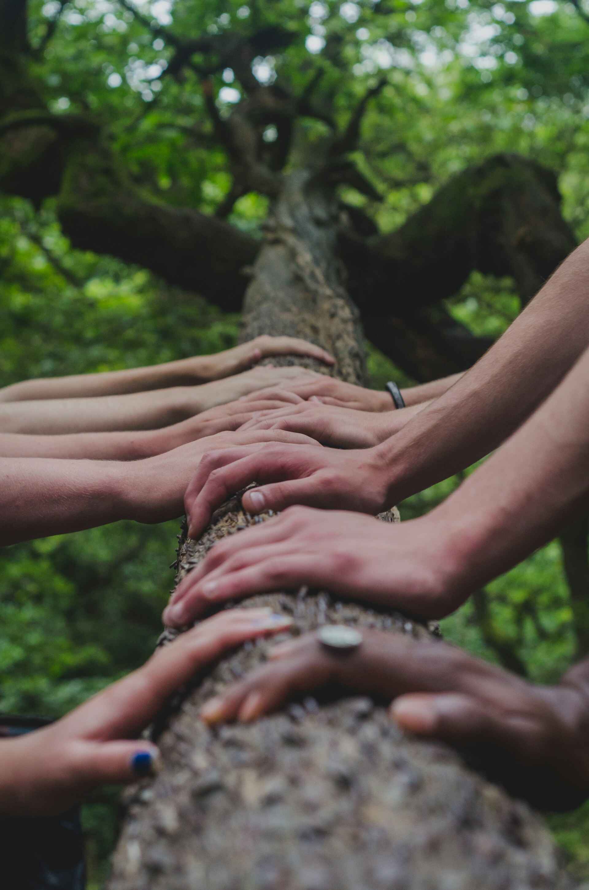 Multiple hands placed together on a tree trunk, showing unity and environmental support