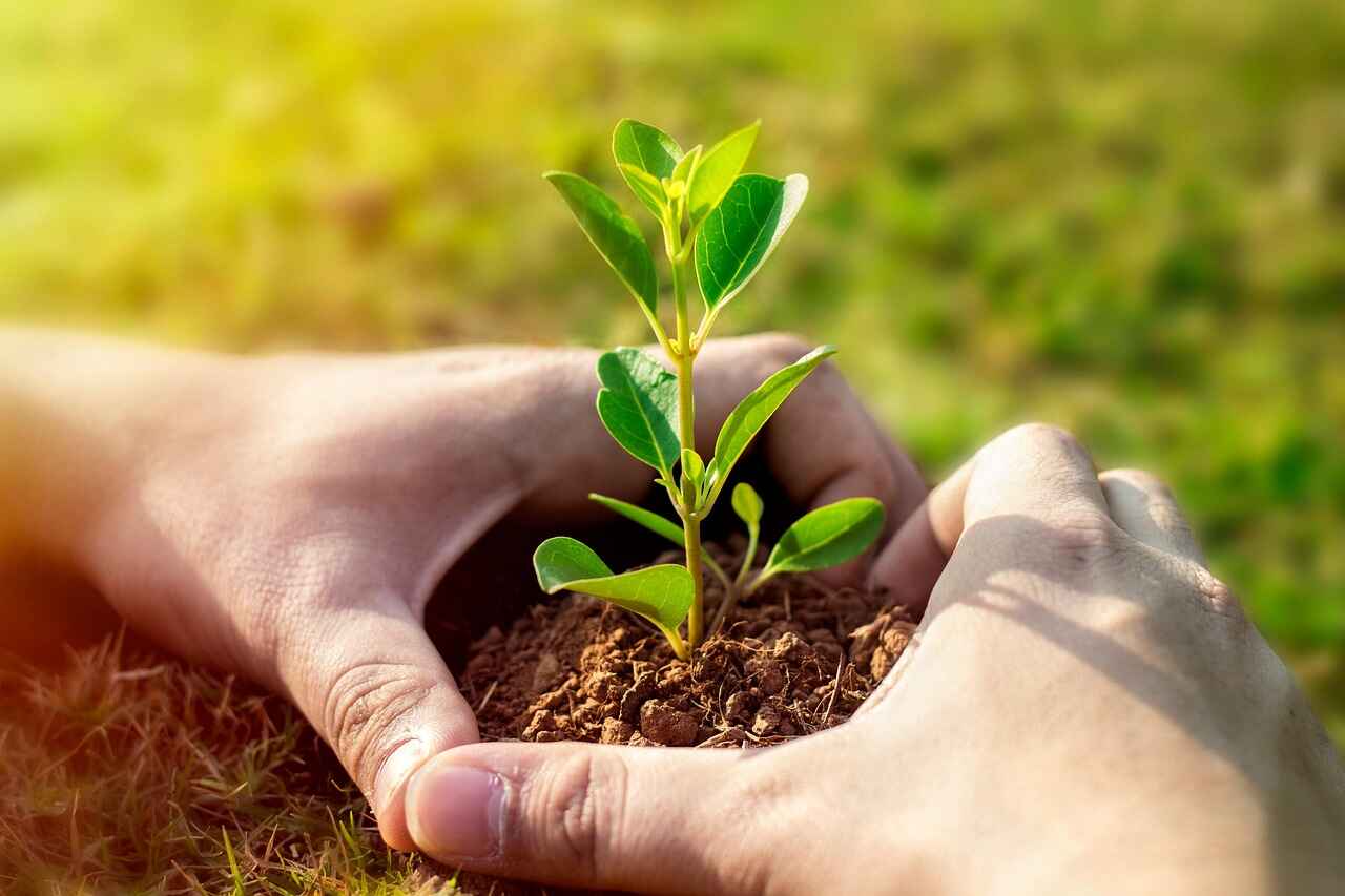 Hands gently planting a young tree seedling into the soil