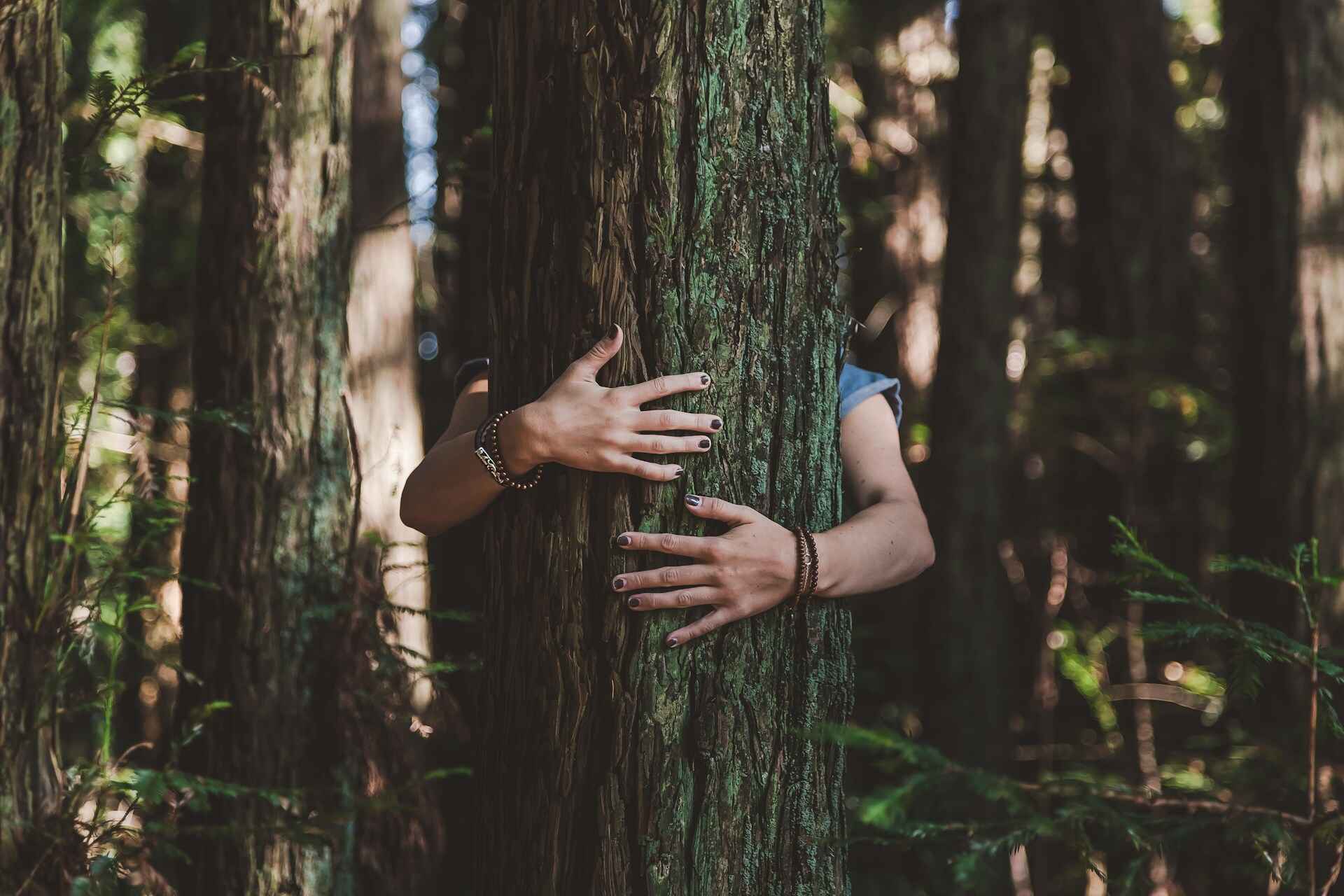 Person hugging a large tree in a forest.